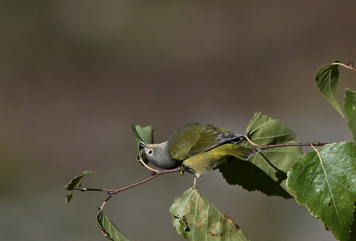 Nashville Warbler - ML642859954
