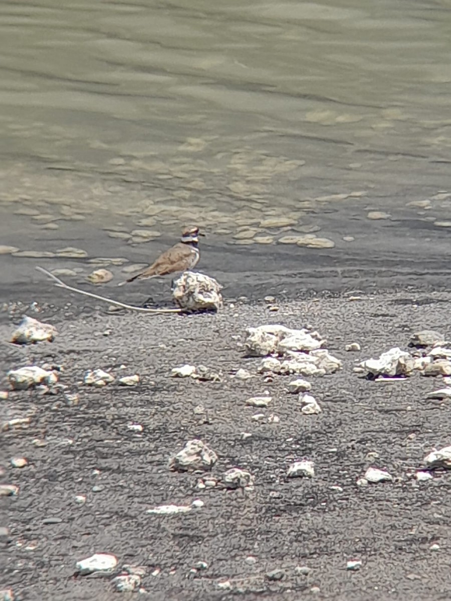 Killdeer - ML642859957