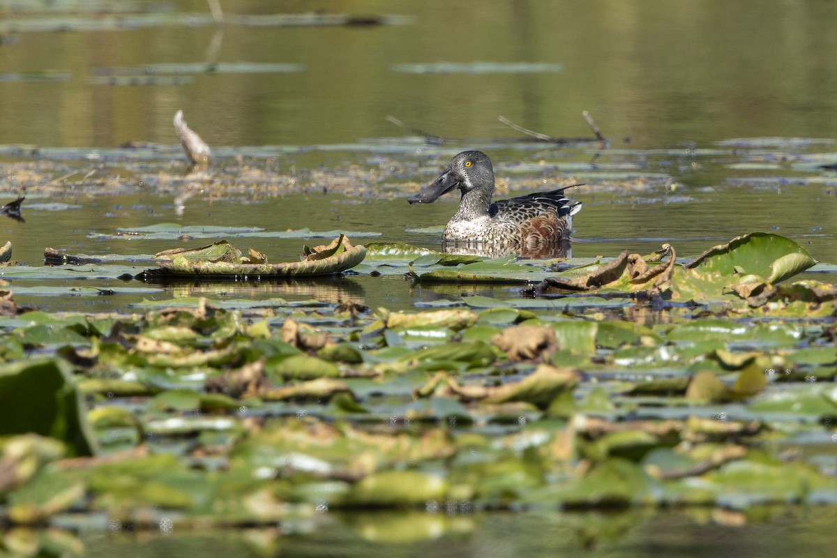 Northern Shoveler - ML642859964