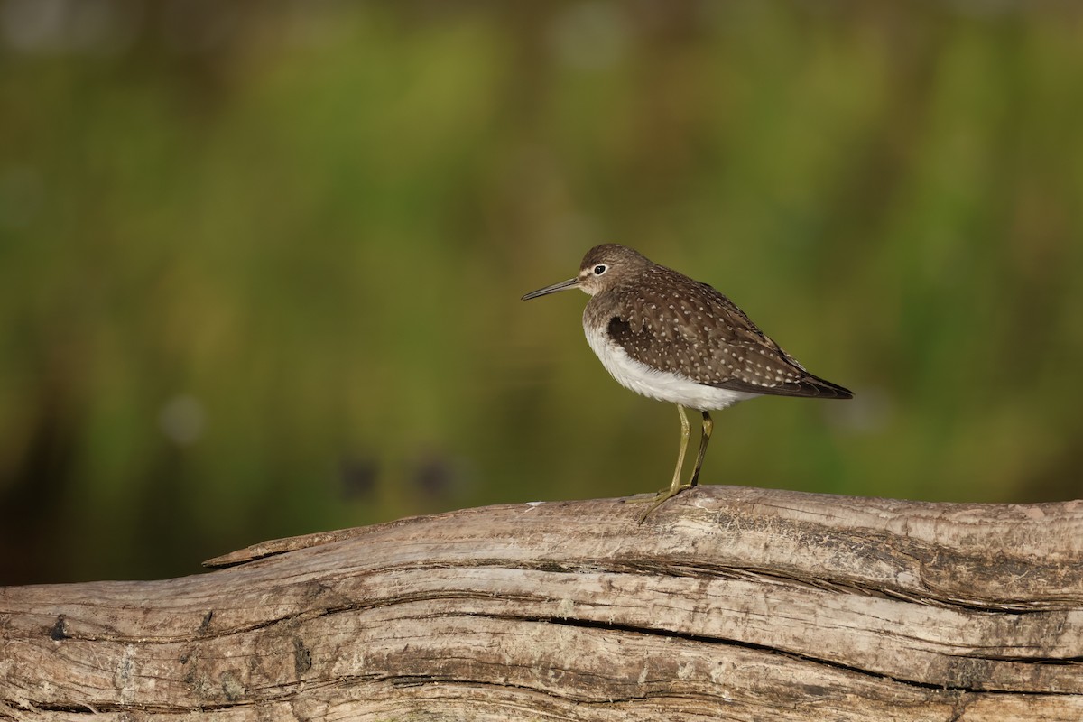 Solitary Sandpiper - ML642859972