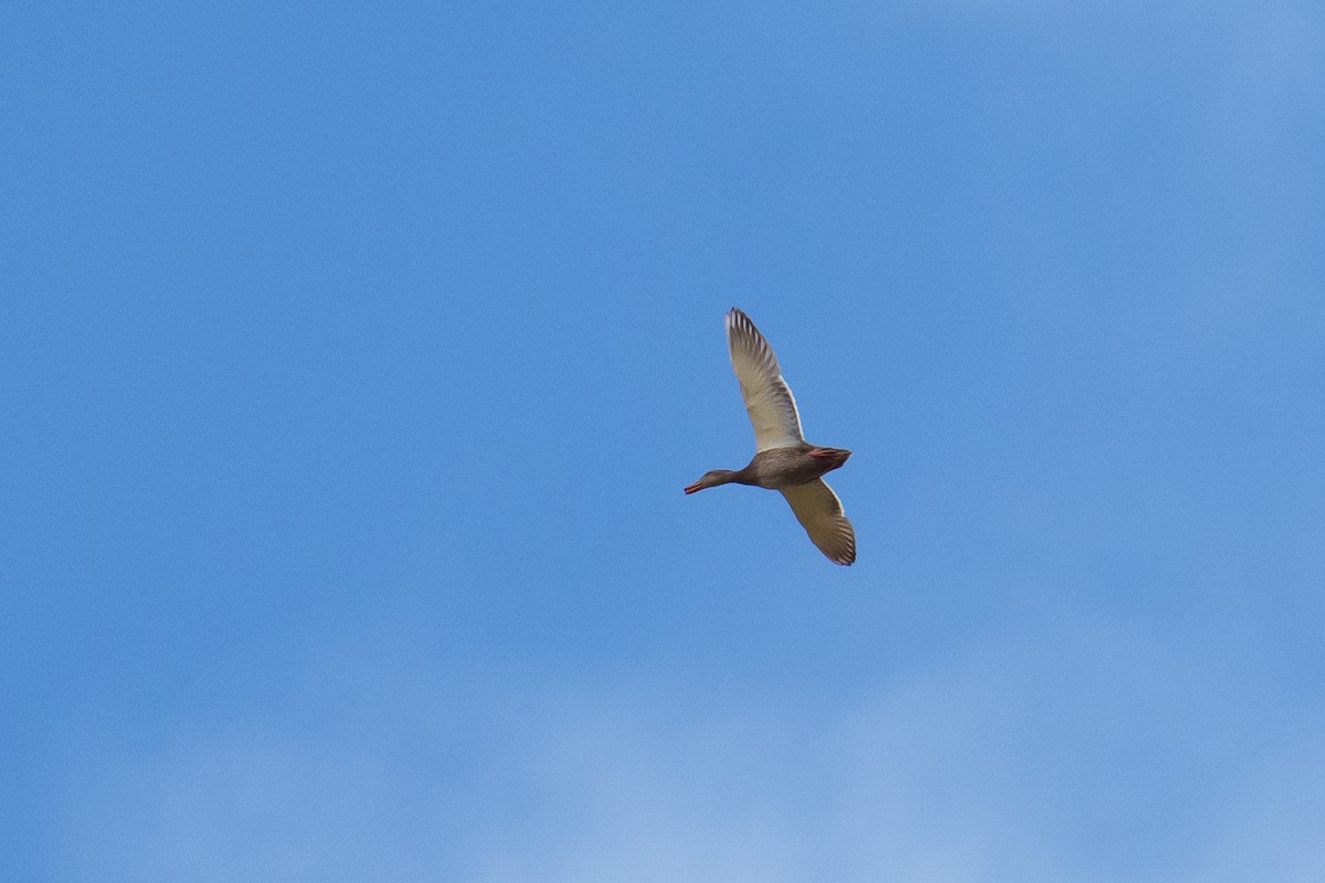 Mallard/Mexican Duck - ML642859973