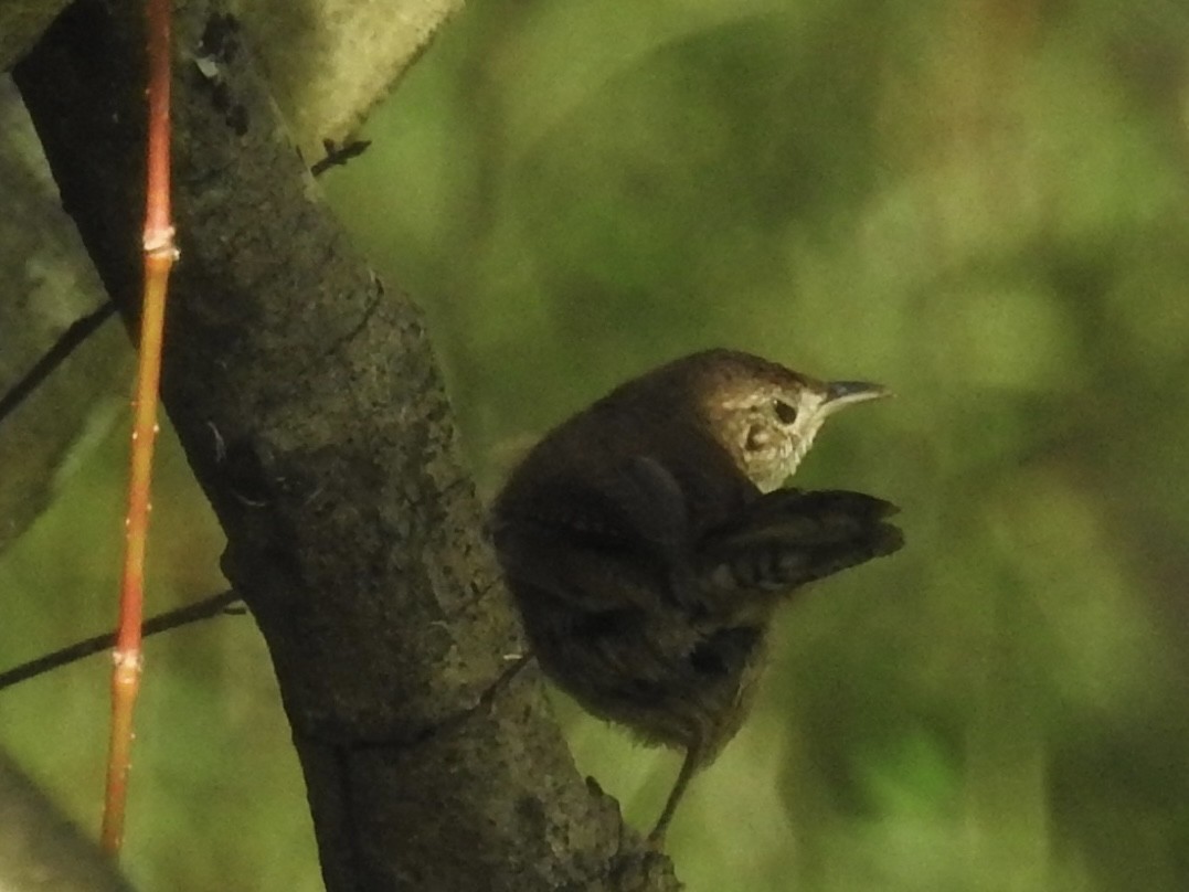 Northern House Wren - ML642859976