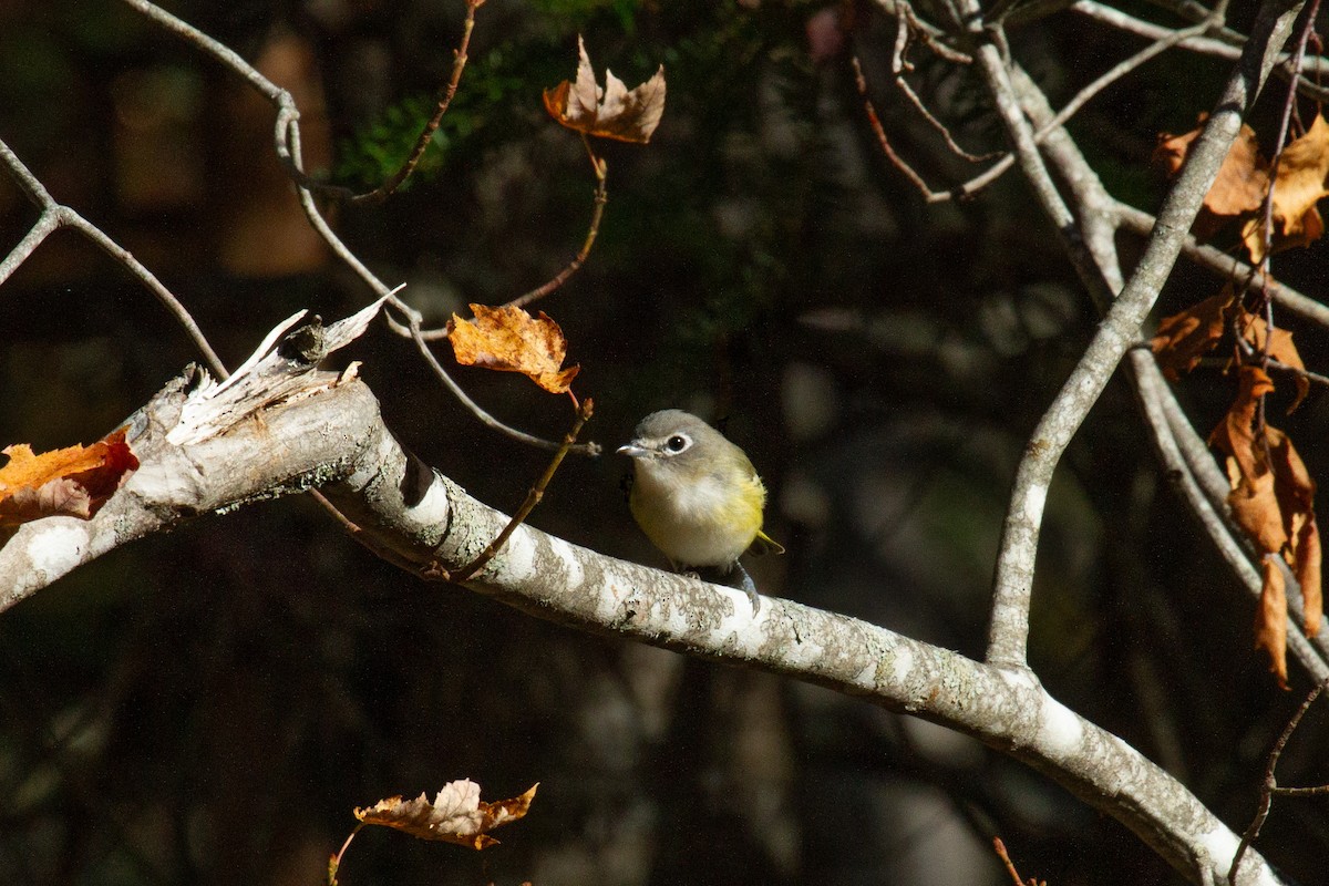 Blue-headed Vireo - ML642859982