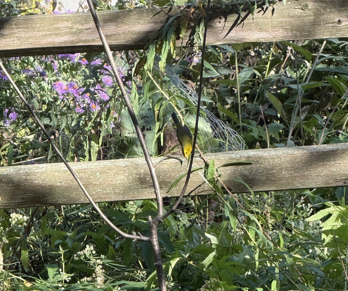 Wilson's Warbler - ML642859983