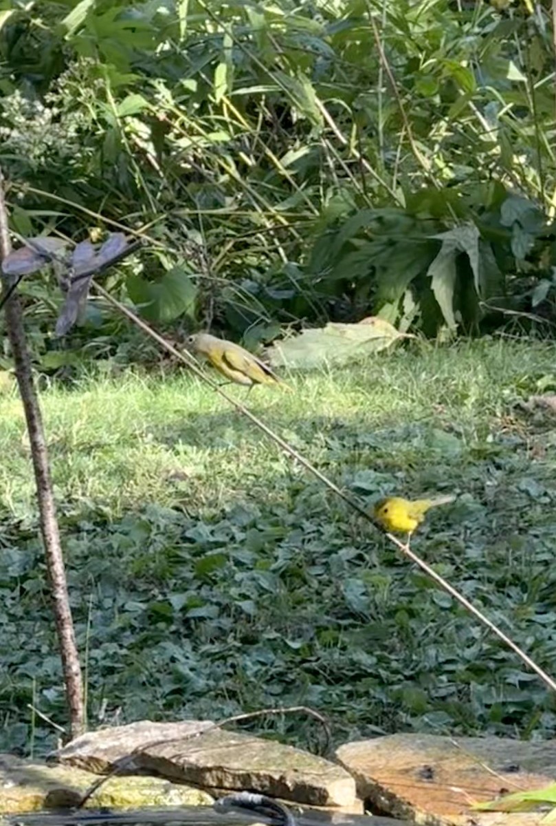 Wilson's Warbler - ML642859992