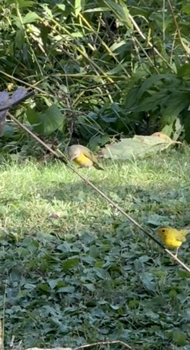 Wilson's Warbler - ML642859993