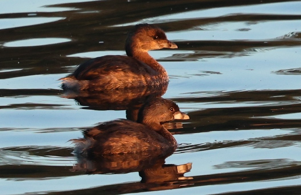Pied-billed Grebe - ML642860007