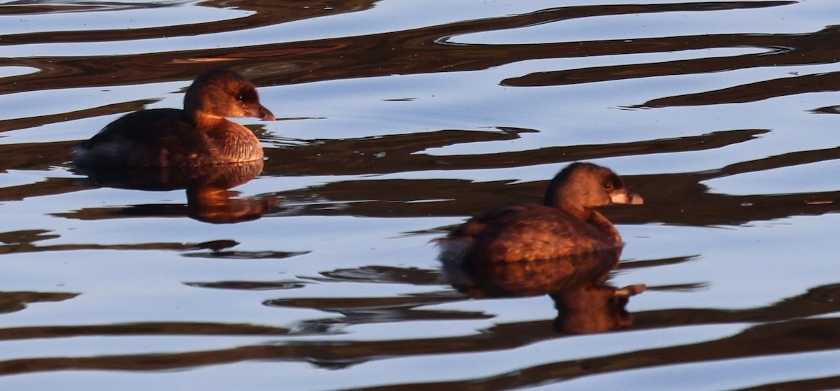 Pied-billed Grebe - ML642860008