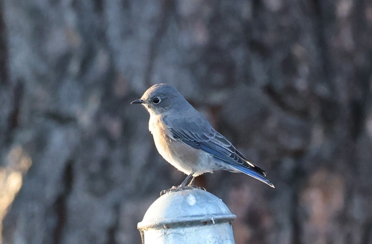 Western Bluebird - ML642860016