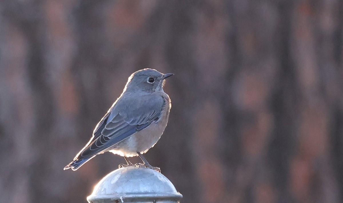 Western Bluebird - ML642860017