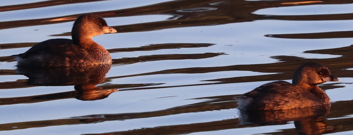 Pied-billed Grebe - ML642860025
