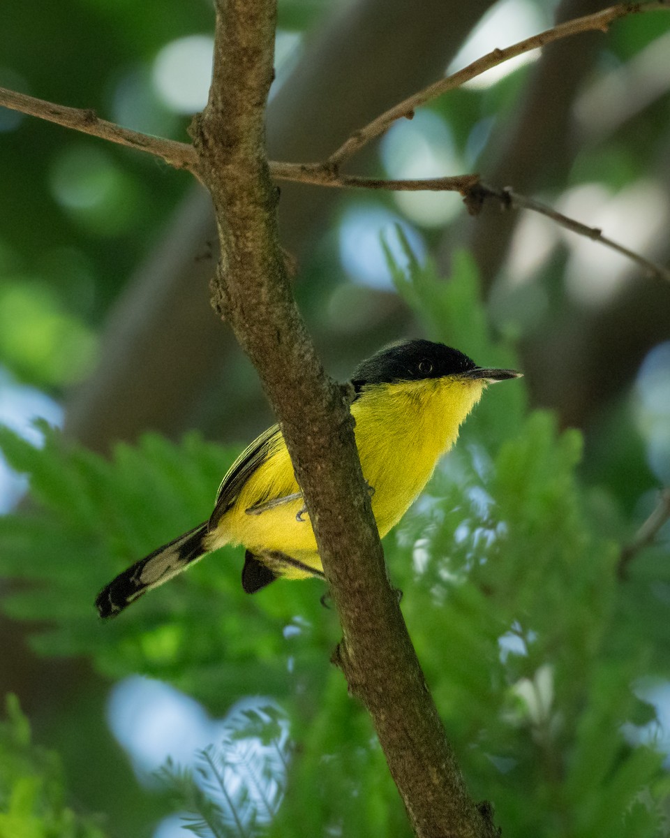 Common Tody-Flycatcher - ML642860030