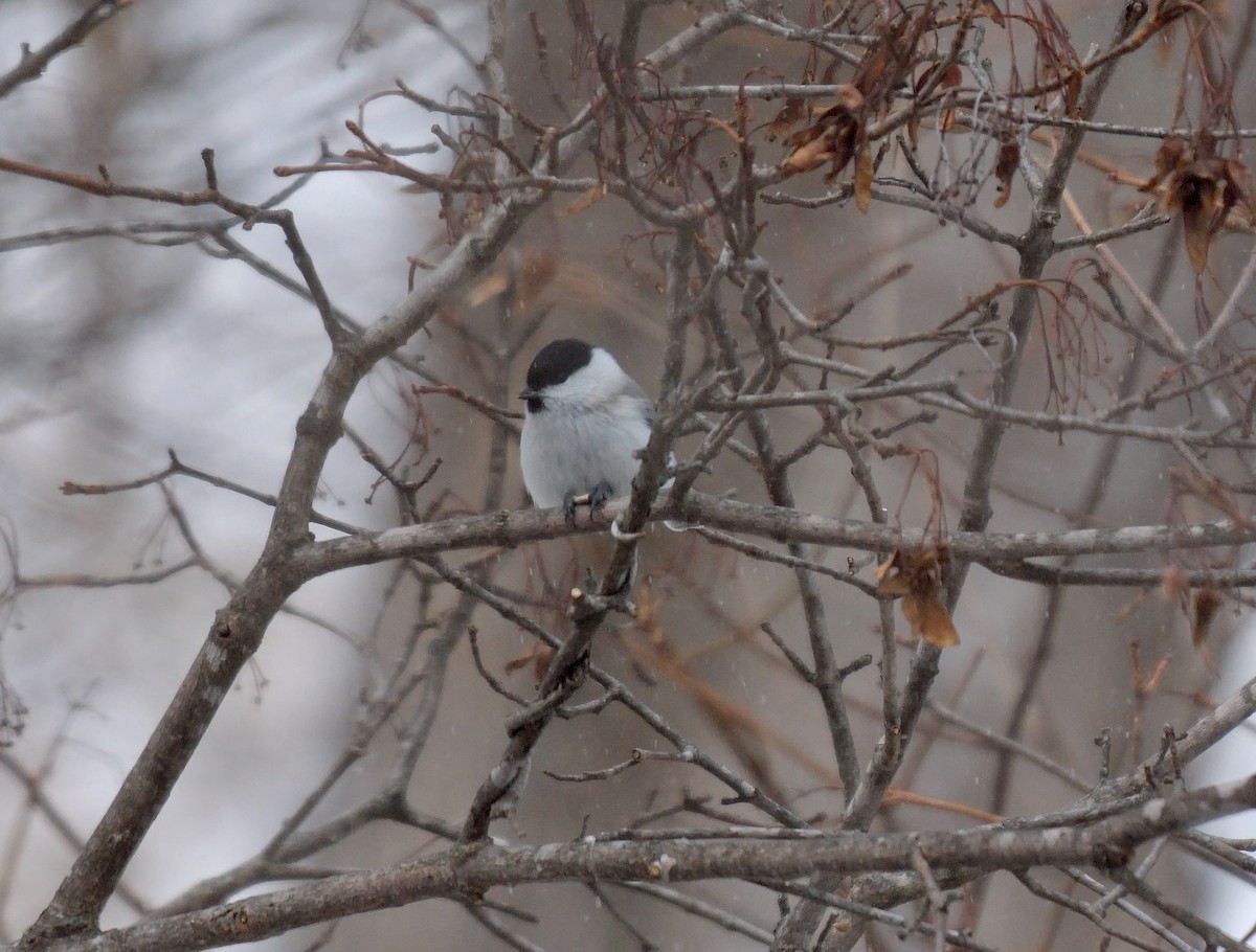 Marsh Tit - ML642860049