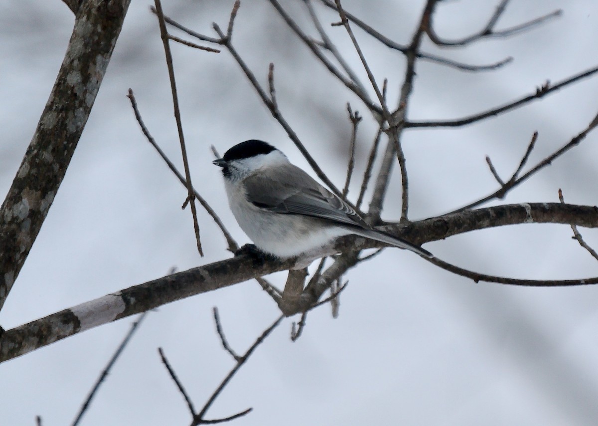 Marsh Tit - ML642860050