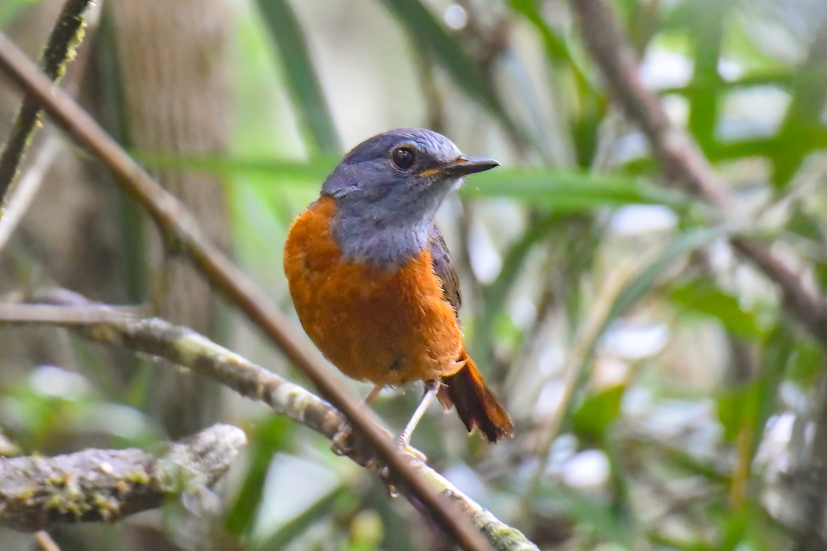 Forest Rock-Thrush - ML642860057