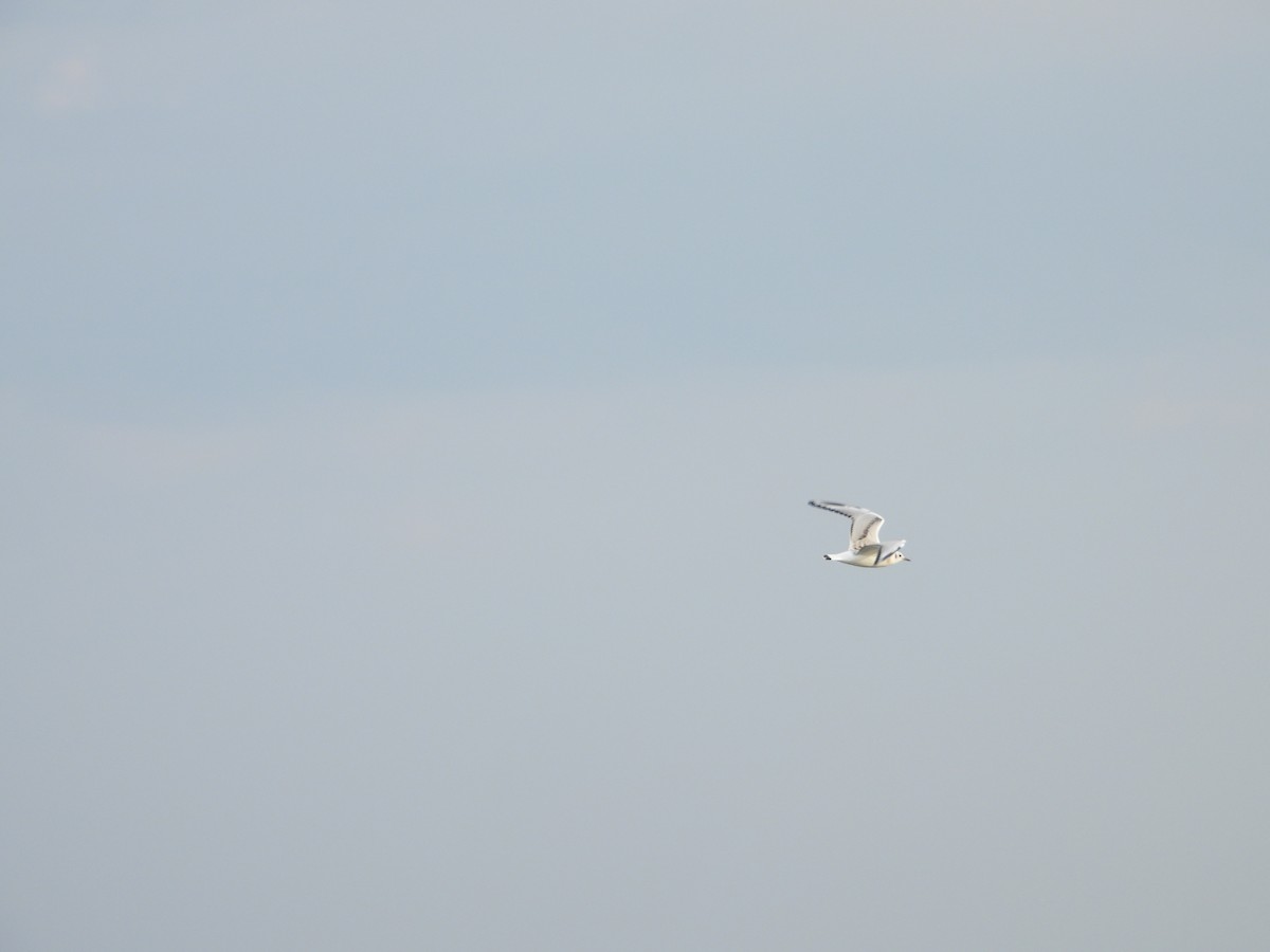 Bonaparte's Gull - ML642860060