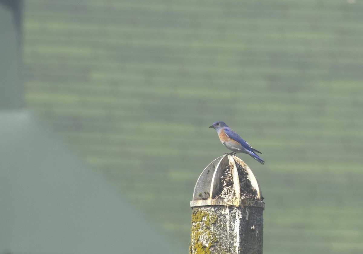 Western Bluebird - ML642860064