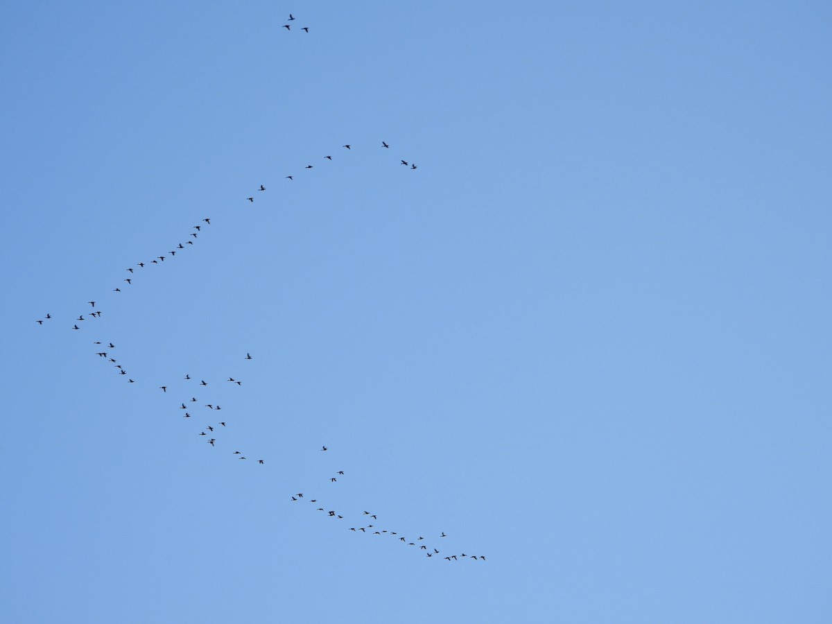 Mallard - ML642860079