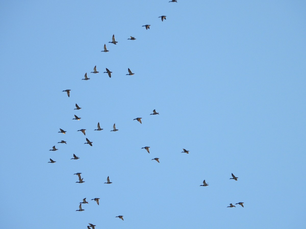 Mallard - ML642860080