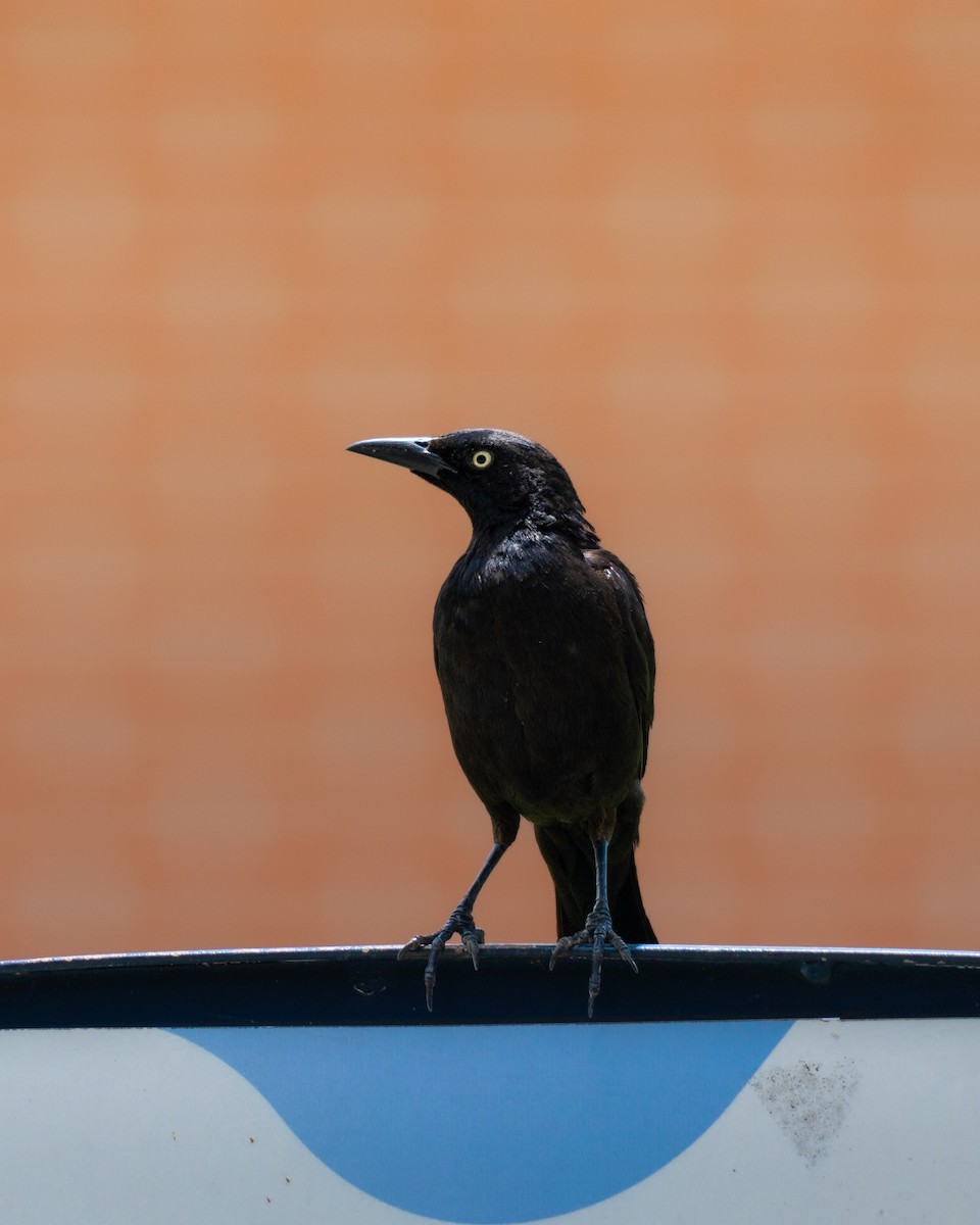 Carib Grackle - ML642860082