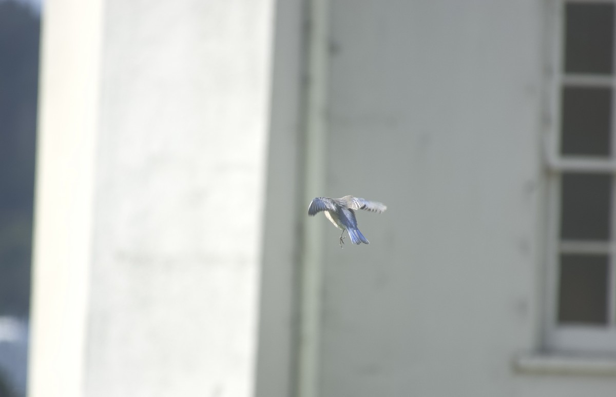 Western Bluebird - ML642860090