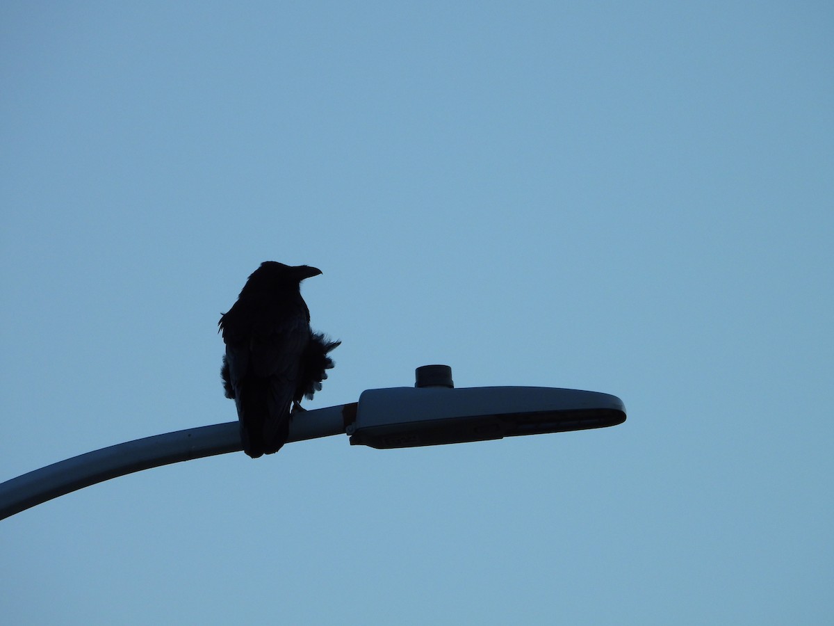 Common Raven - ML642860091