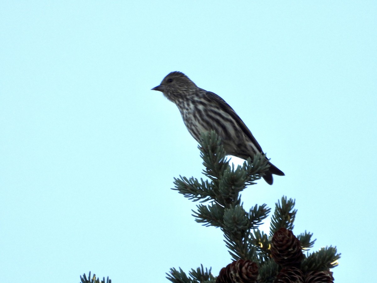Pine Siskin - ML642860096