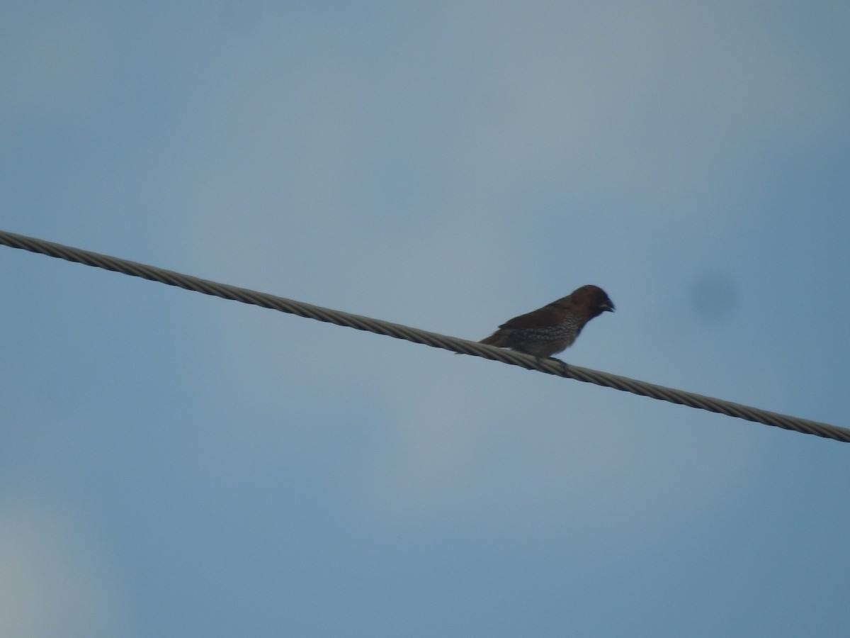 Scaly-breasted Munia - ML642860104