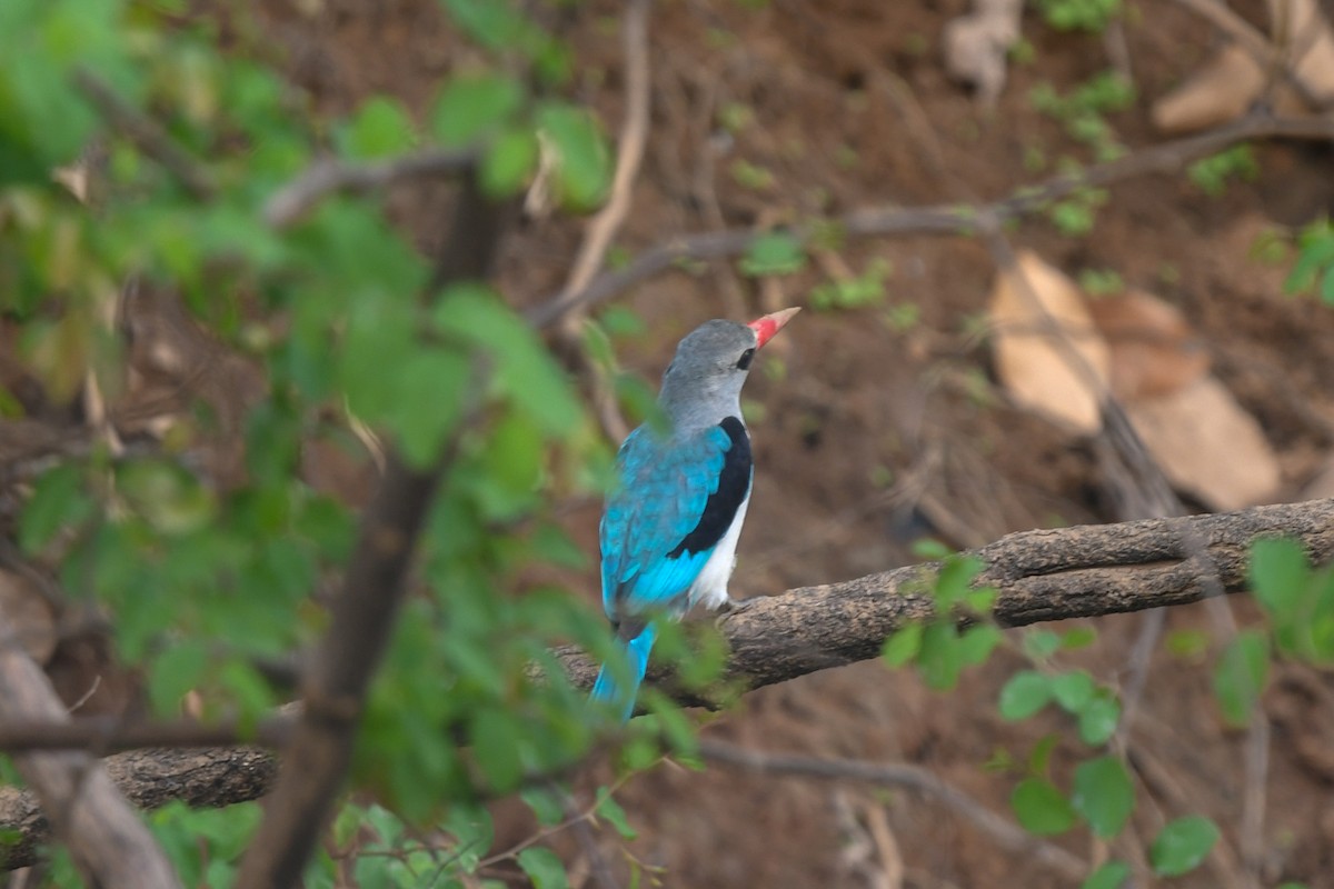 Martin-chasseur du Sénégal - ML642860105
