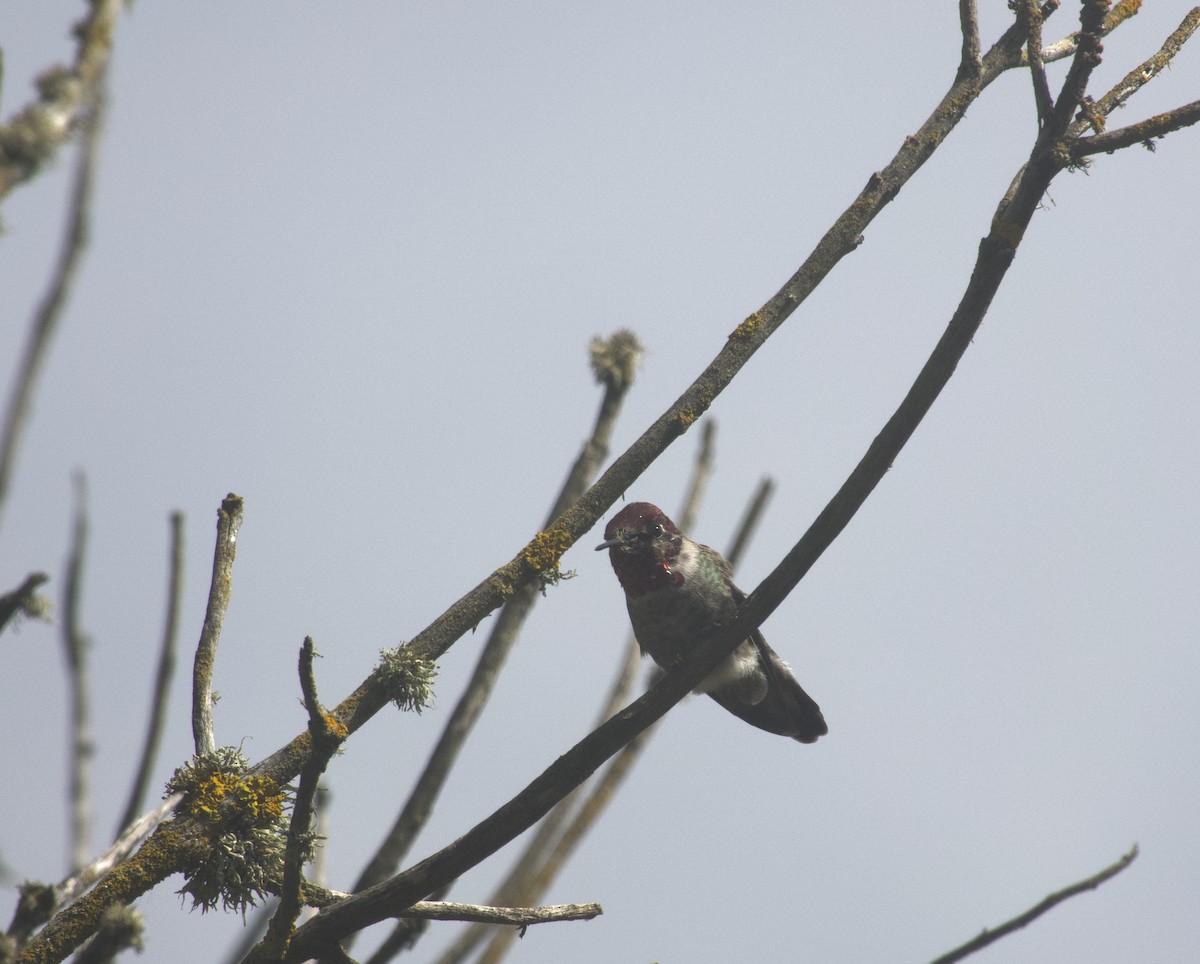 Anna's Hummingbird - ML642860106