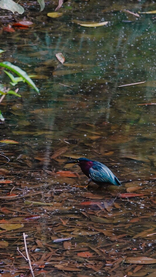 Green Heron - ML642860108