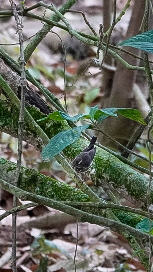 Northern Waterthrush - ML642860118