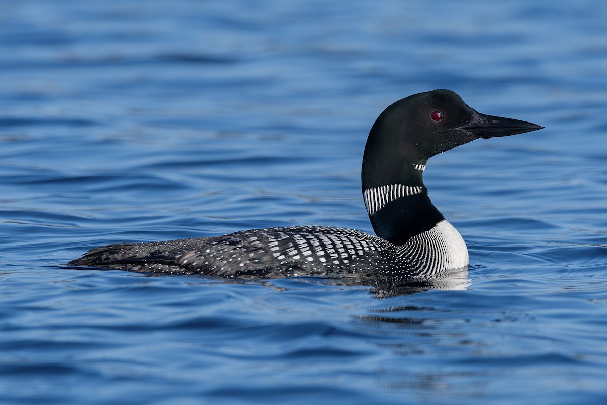 Common Loon - ML642860126
