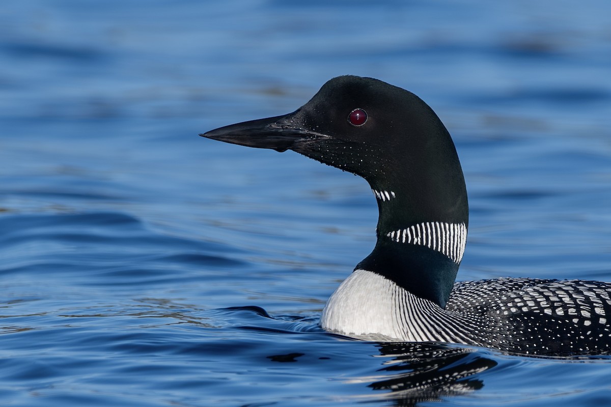 Common Loon - ML642860134