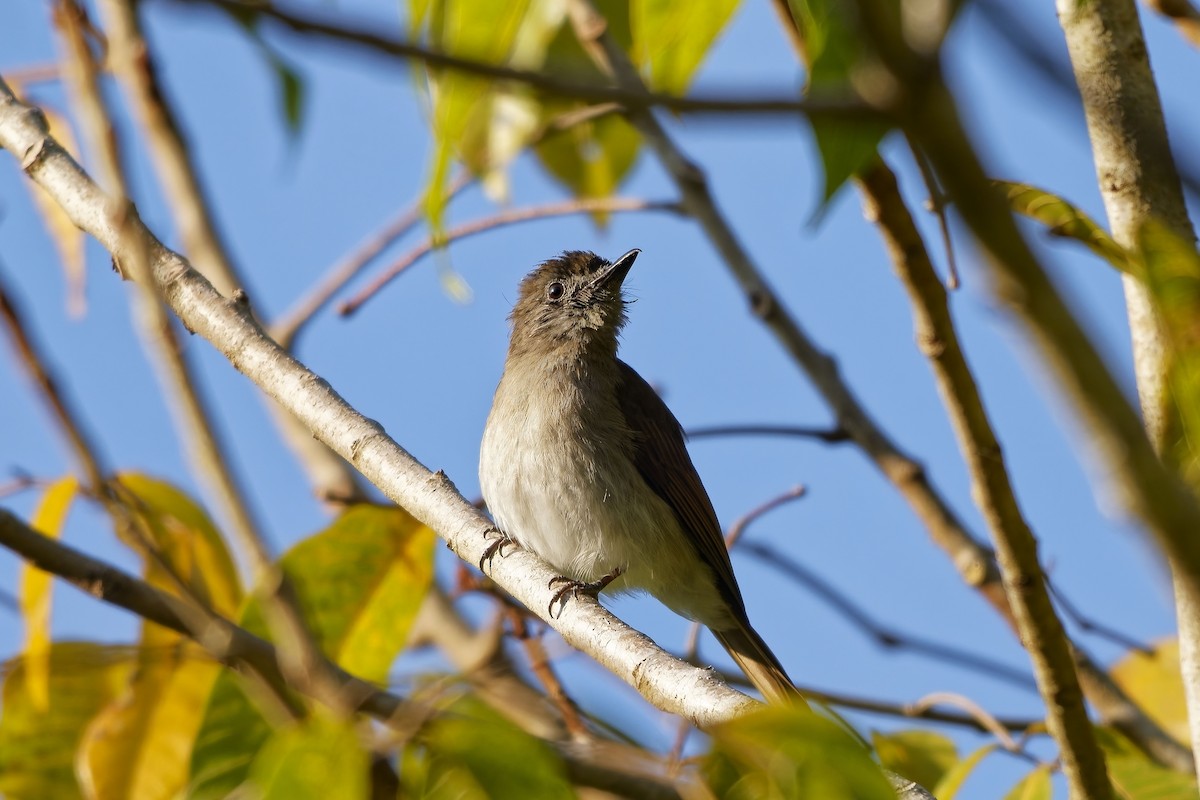 Sumba Jungle Flycatcher - ML642860135