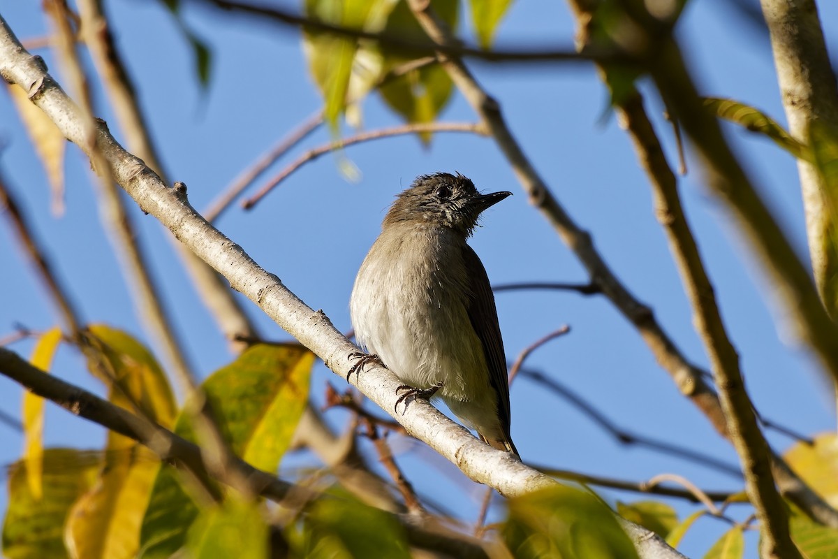 Sumba Jungle Flycatcher - ML642860136