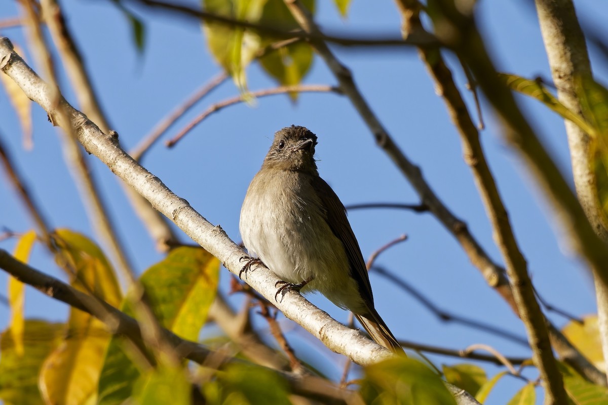 Sumba Jungle Flycatcher - ML642860137