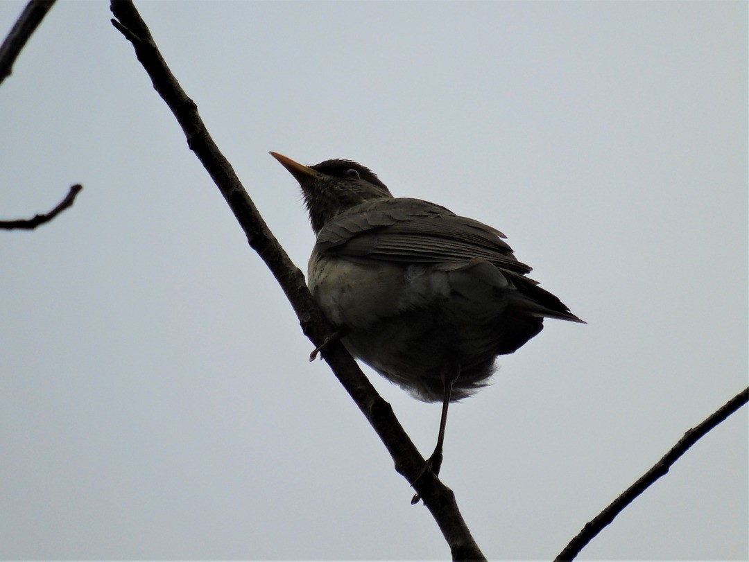Creamy-bellied Thrush - ML642860143