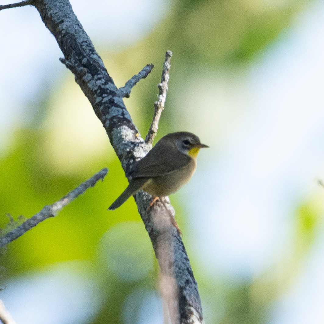 Common Yellowthroat - Joe Mahaffey