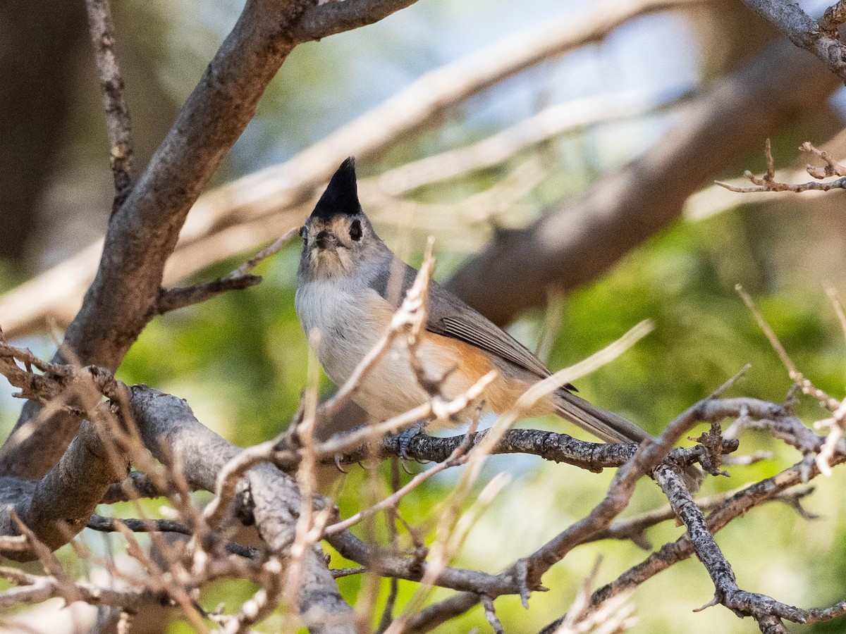 Black-crested Titmouse - ML642860174