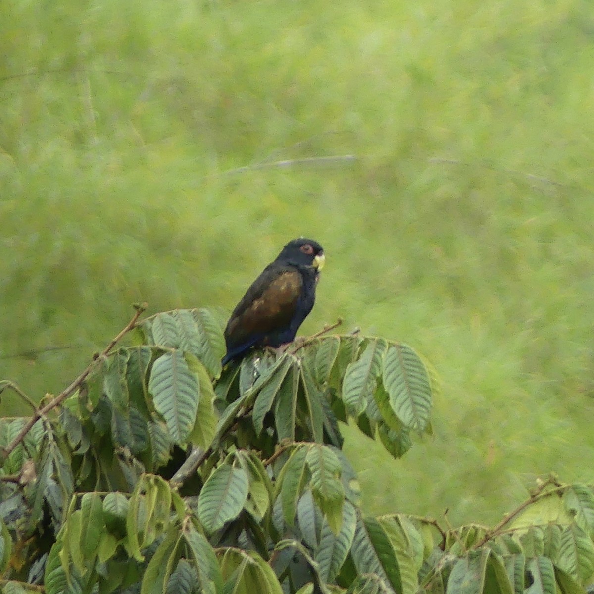 Bronze-winged Parrot - ML642860177