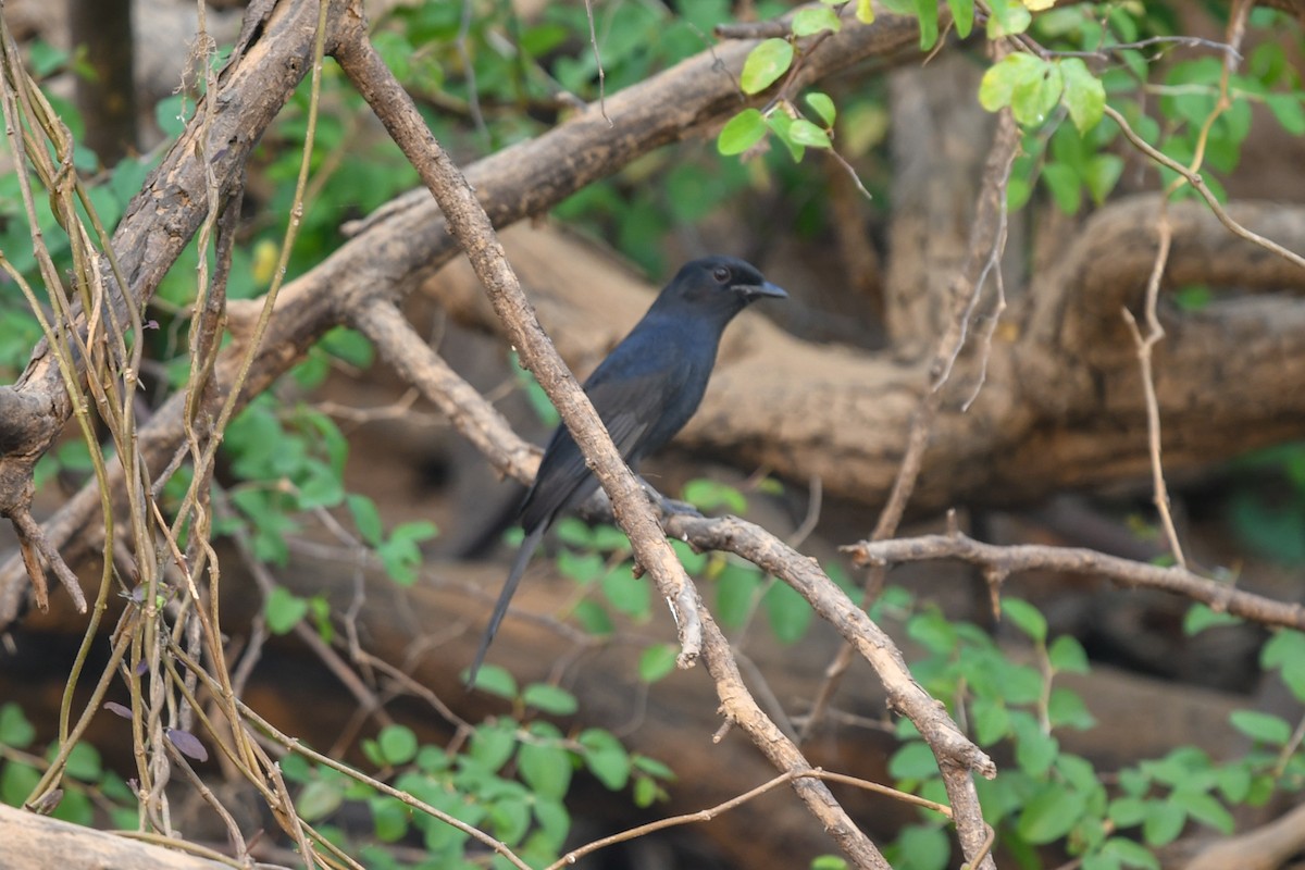 Gobemouche drongo - ML642860184
