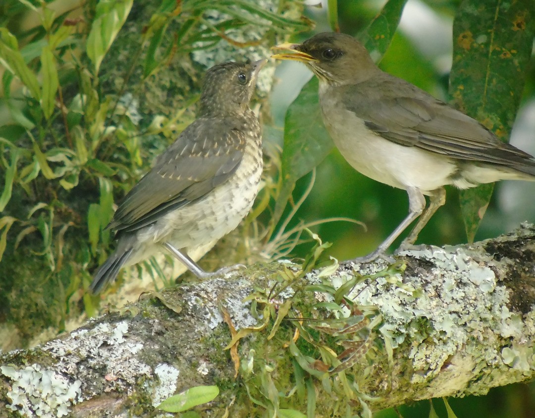 Creamy-bellied Thrush - ML642860185