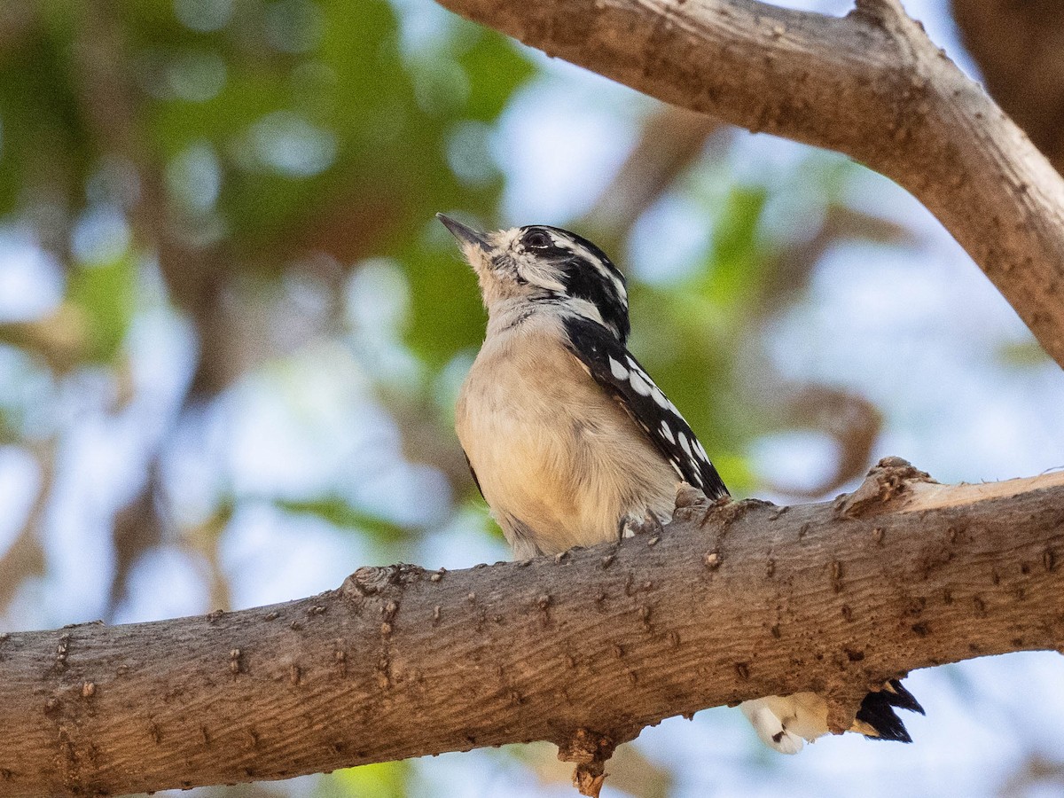 Dunenspecht - ML642860191