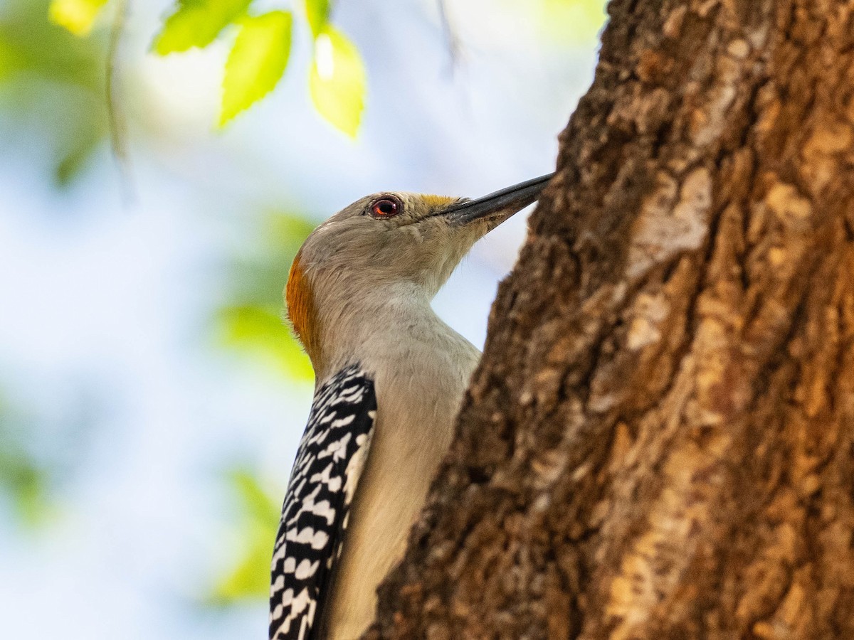 Goldstirnspecht - ML642860194