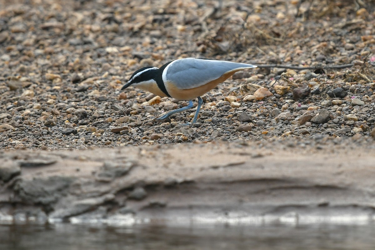 Pluvian fluviatile - ML642860195
