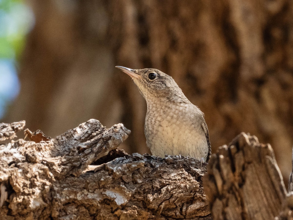 Northern House Wren - ML642860202