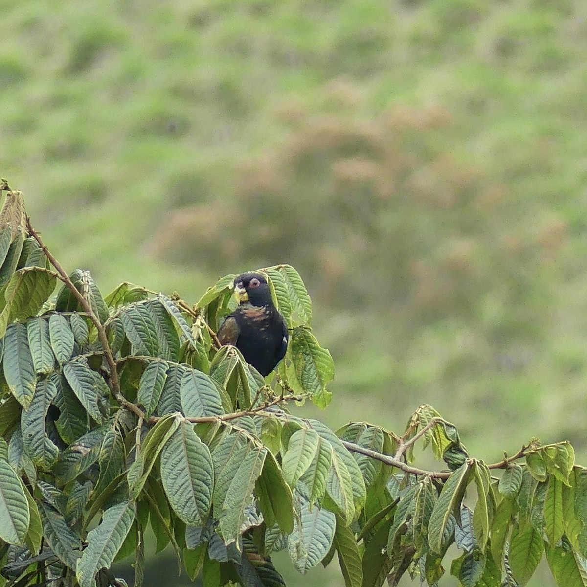 Bronze-winged Parrot - ML642860203