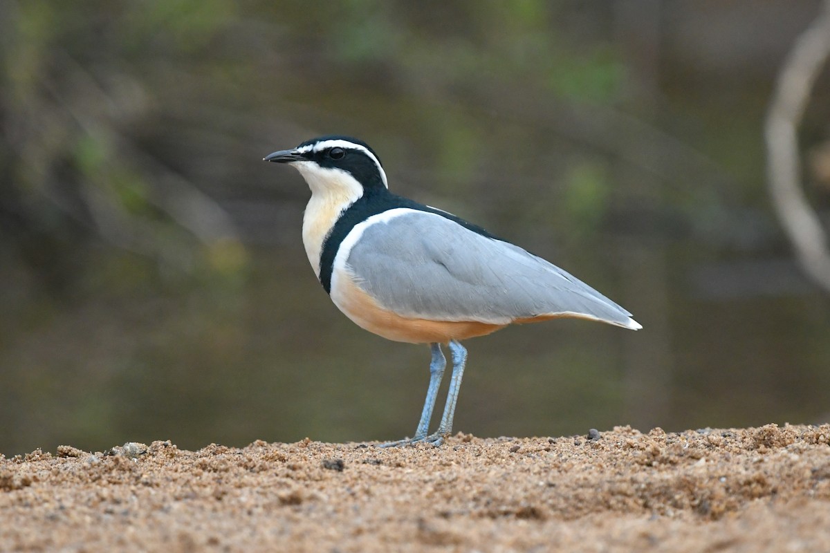 Pluvian fluviatile - ML642860207