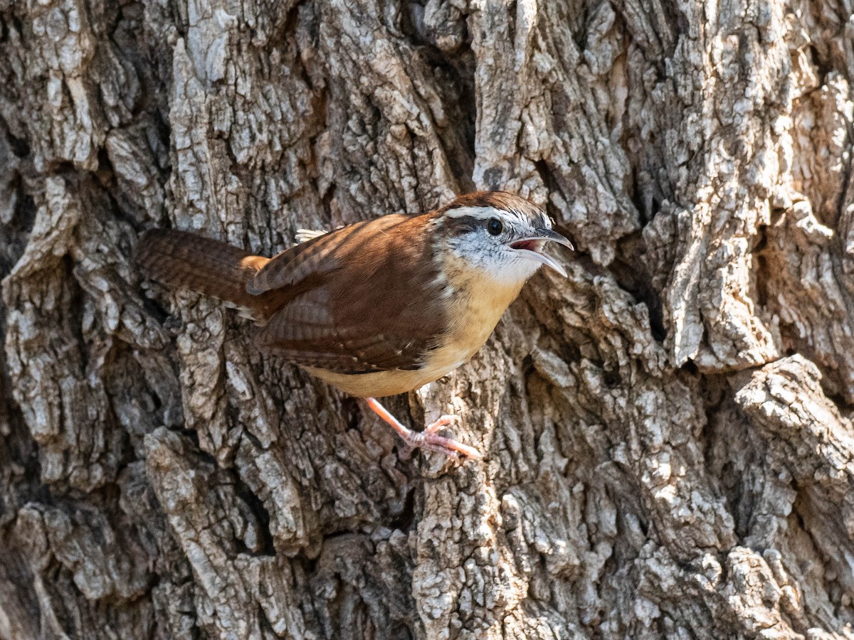 Carolina Wren - ML642860208
